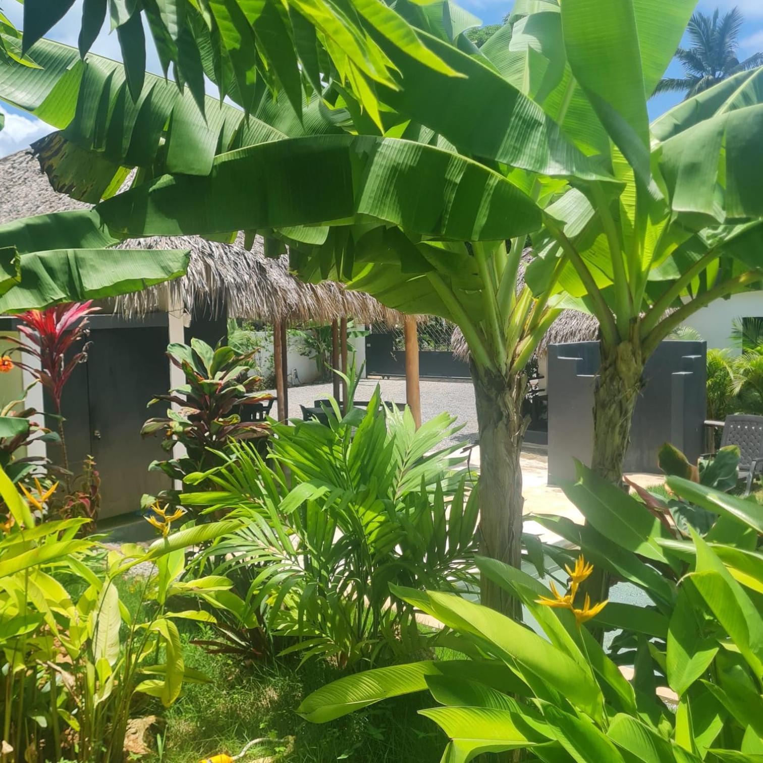 Bungalows Colibri Las Galeras Exterior photo